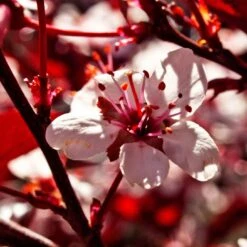 Photinia 'Red Robin' -Green Glory Outlet Store SHR0054 1