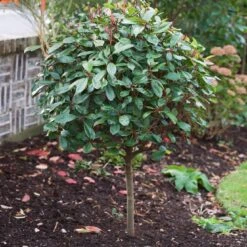 Photinia 'Red Robin' -Green Glory Outlet Store SHR0054 10