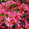 Photinia 'Red Robin'