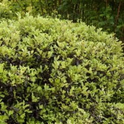 Pittosporum 'Golden Ball' 5 Pittosporum 'Golden Ball' -Green Glory Outlet Store SHR0056 3