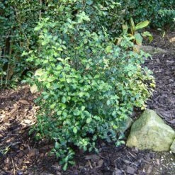 Best Small Evergreen Shrubs -Green Glory Outlet Store SHR0058 1 e658f02d acb1 45cd b15c 5cc27c60092e