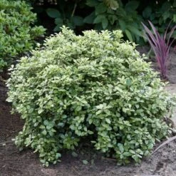 Best Shrubs For Borders -Green Glory Outlet Store SHR0058 3 47341af6 845c 419d 9b76 6812597f7149