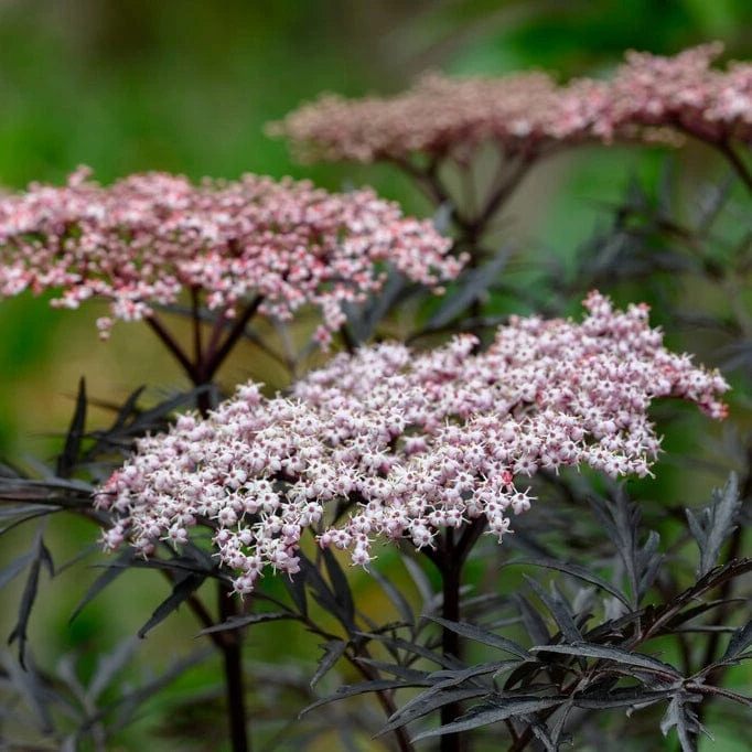 Best Flowering Shrubs 4 Best Flowering Shrubs - Image 4