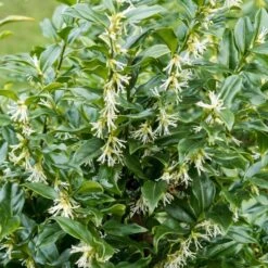 Best Flowering Evergreen Shrubs 7 Best Flowering Evergreen Shrubs -Green Glory Outlet Store SHR0062 1 f7e44b35 4443 4e1f b9ca 5dd40e3c765d