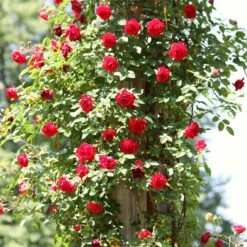 Repeat Flowering Climbing Rose Collection -Green Glory Outlet Store SHR0069 4 9ae142bb fe7a 4856 a256 ba093ca98e65