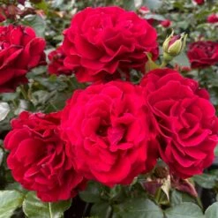 Shrub Rose Collection | Roses For The Border -Green Glory Outlet Store SHR0070 1 eca00d9d b394 4ee5 a381 4f5d6f10092c