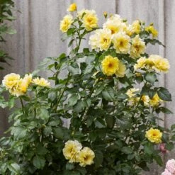 'Golden Showers' Climbing Rose