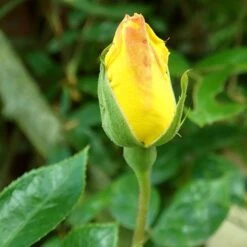 'Golden Showers' Climbing Rose -Green Glory Outlet Store SHR0071 2