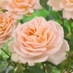 'Clair Renaissance®' Shrub Rose -Green Glory Outlet Store SHR0073 2