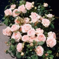 'Clair Renaissance®' Shrub Rose -Green Glory Outlet Store SHR0073 3