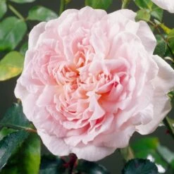 'Clair Renaissance®' Shrub Rose -Green Glory Outlet Store SHR0073 4