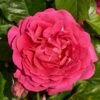 'Pasillo Courtyard®' Climbing Rose