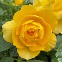 Shrub Rose Collection | Roses For The Border -Green Glory Outlet Store SHR0083 1 1