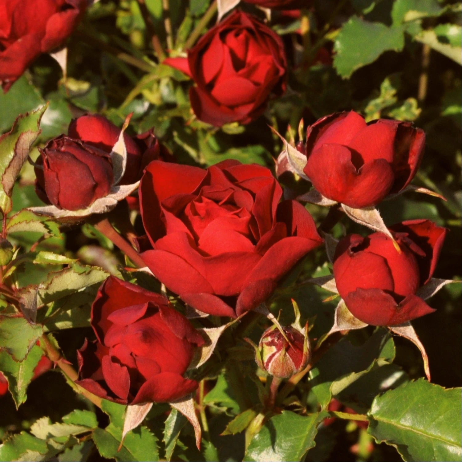 'Forever In Our Hearts®' Shrub Rose 1 'Forever In Our Hearts®' Shrub Rose