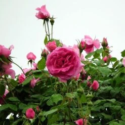 'Parade' Climbing Rose -Green Glory Outlet Store SHR0091 3