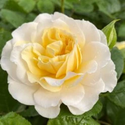 'Ray Of Sunshine®' Shrub Rose