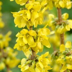 Early Spring Flowering Shrub Collection -Green Glory Outlet Store SHR0170 2 4b00226f a6df 4fca b6db 20e62c2d086e