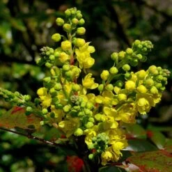 Early Spring Flowering Shrub Collection -Green Glory Outlet Store SHR0172 2 33e95ec0 1a87 4671 bc6f e89d6314b114