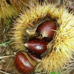 A Completely Edible Hedge | 3/5/10/20m Packs 16 A Completely Edible Hedge | 3/5/10/20m Packs -Green Glory Outlet Store SHR0200 8 3afe6535 a52c 4968 8fef 9534dc43ae3c