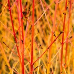 Livestock Friendly Farm Hedging | Growers' Choice | BN11 Compliant -Green Glory Outlet Store SHR0205 1 acb46d59 63e6 4f13 9f3c da245b8922f1