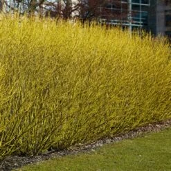 Best Value Cornus Collection | Winter Hedging -Green Glory Outlet Store SHR0207 3 b70f8cab 3fbc 4fea b2ed c8df511ce172