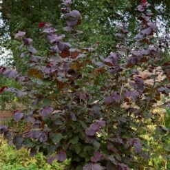 Livestock Friendly Farm Hedging | Growers' Choice | BN11 Compliant -Green Glory Outlet Store SHR0208 1 c909d520 c38b 441a 8396 78a2813cb578