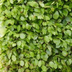 Livestock Friendly Farm Hedging | Growers' Choice | BN11 Compliant -Green Glory Outlet Store SHR0215 3 74598a1b 4eb7 40ef b021 bf2ac4af8c5e