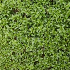 Fast Growing Evergreen Hedging Wildlife Mix | Growers' Choice -Green Glory Outlet Store SHR0225 2 0a078499 cb87 471e b521 23b157f3fe2e