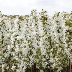 Ultimate Flowering Hedge | Growers' Choice -Green Glory Outlet Store SHR0229 2 bf771328 6098 4068 b17a f9cc722a3908