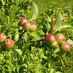 A Completely Edible Hedge | 3/5/10/20m Packs 22 A Completely Edible Hedge | 3/5/10/20m Packs -Green Glory Outlet Store SHR0229 6 df197962 6ec4 4c2f b4e3 64d05b0e1ead