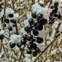 A Completely Edible Hedge | 3/5/10/20m Packs 18 A Completely Edible Hedge | 3/5/10/20m Packs -Green Glory Outlet Store SHR0240 4 ff6bfad9 d4da 4434 a40c 6aa7c3306443