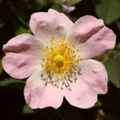 Ultimate Flowering Hedge | Growers' Choice -Green Glory Outlet Store SHR0246 1