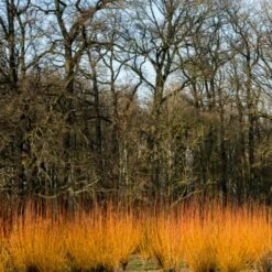 Fast Growing Evergreen Hedging Wildlife Mix | Growers' Choice -Green Glory Outlet Store SHR0252 3 fe5f10e4 3c5c 440f 876c 3892ceb5ff5e