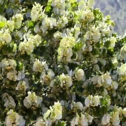 Fast Growing Evergreen Hedging Wildlife Mix | Growers' Choice -Green Glory Outlet Store SHR0263 4 e126b2d1 241b 466a 847e 12cdb3686ee0