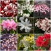 Best Flowering Shrubs