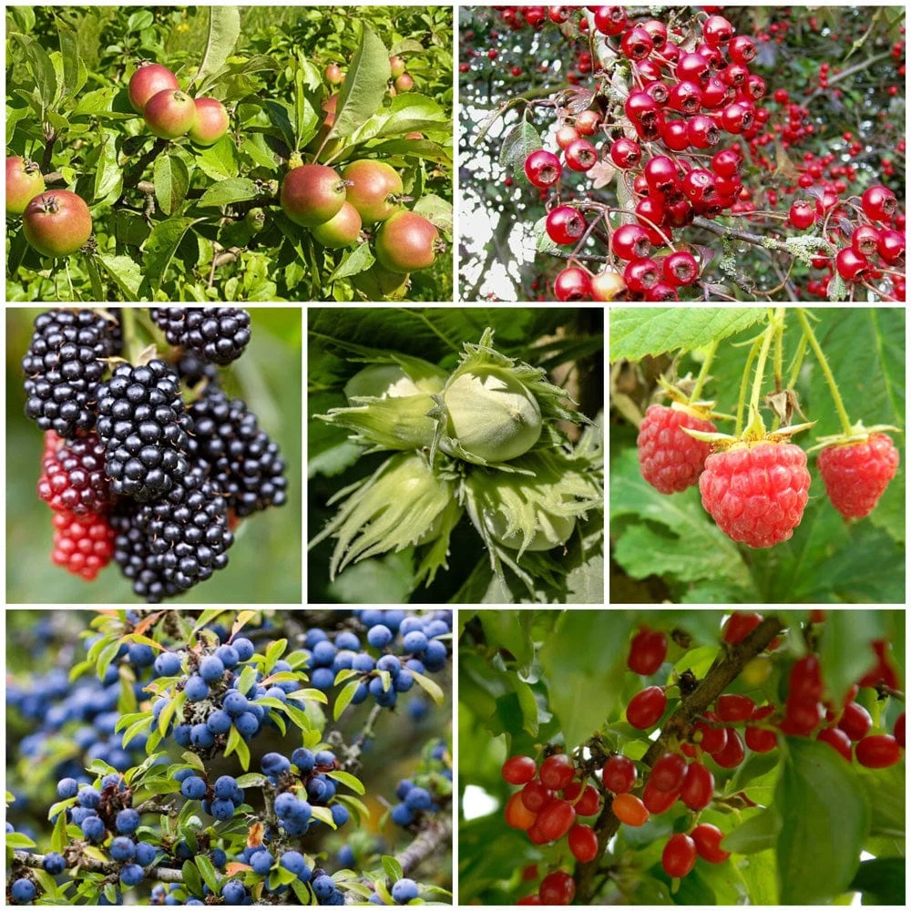 A Completely Edible Hedge | 3/5/10/20m Packs 1 A Completely Edible Hedge | 3/5/10/20m Packs