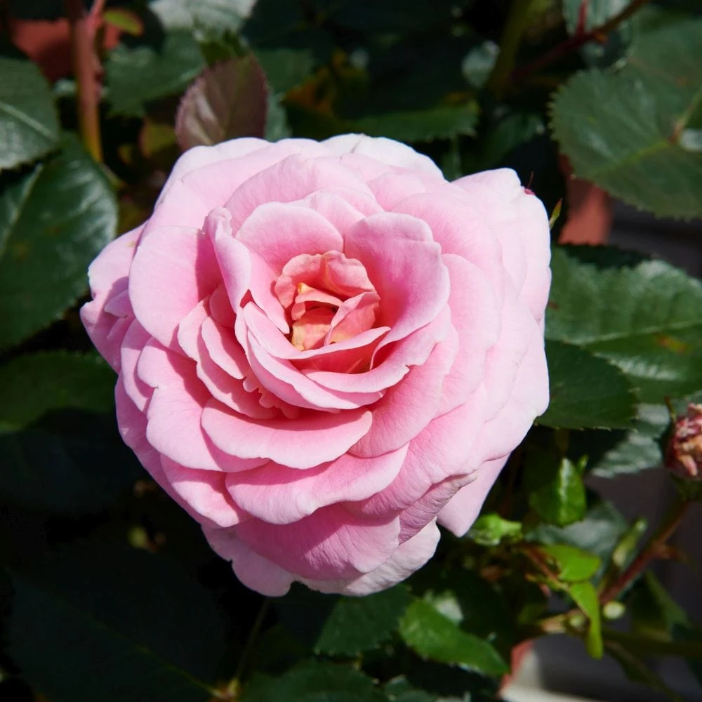 'Palace Tabor' Patio Shrub Rose 1 'Palace Tabor' Patio Shrub Rose