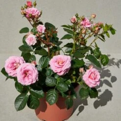 'Palace Tabor' Patio Shrub Rose 7 'Palace Tabor' Patio Shrub Rose -Green Glory Outlet Store Tabor Palace Poulpal104 N 3