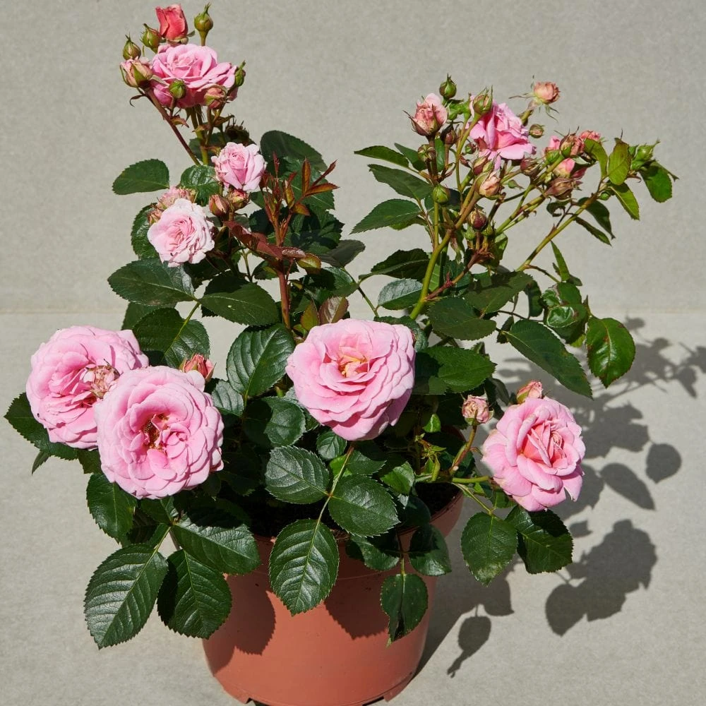 'Palace Tabor' Patio Shrub Rose 3 'Palace Tabor' Patio Shrub Rose - Image 3