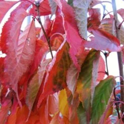 Flagpole Cherry Blossom Tree | Prunus Amanogawa 12 Flagpole Cherry Blossom Tree | Prunus Amanogawa -Green Glory Outlet Store amanogawaautumn