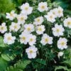 Anemone 'Honorine Jobert'