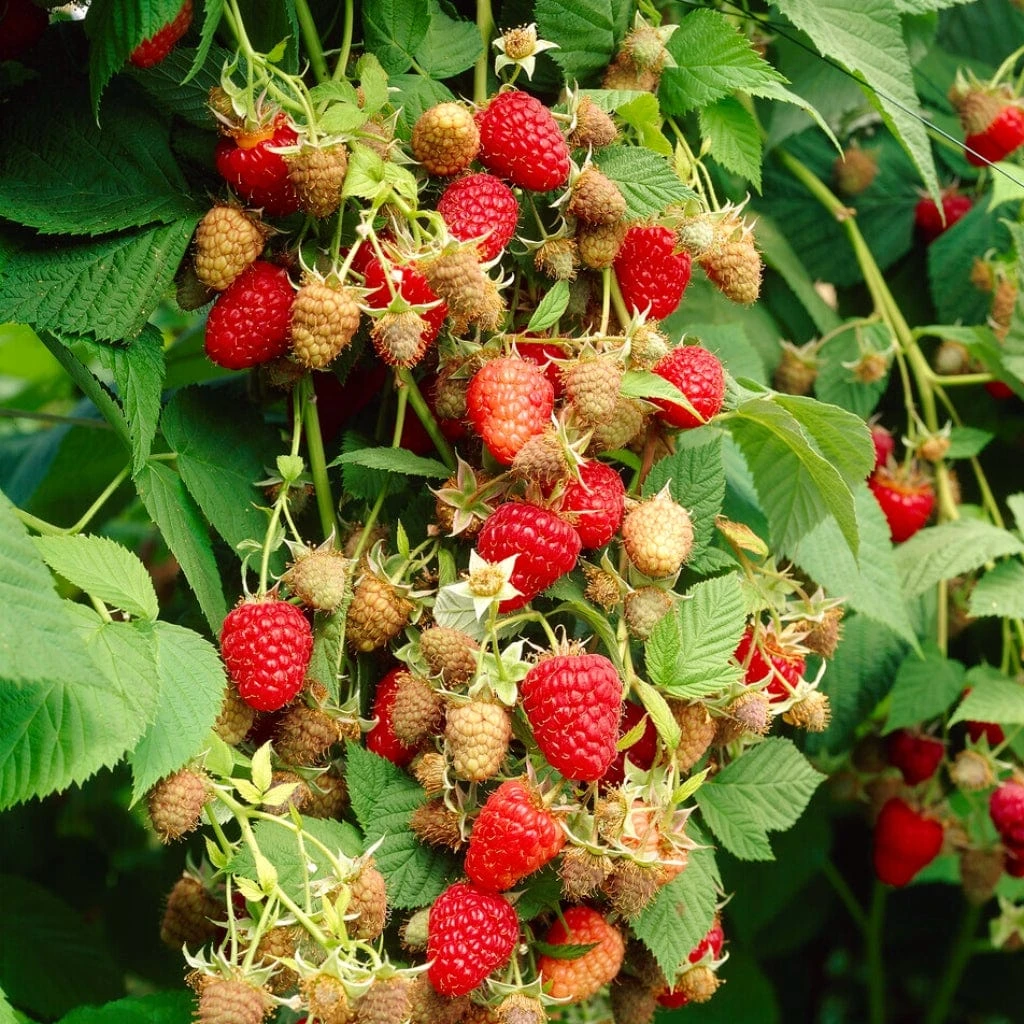 Award Winning Raspberry Canes | Growers' Choice 2 Award Winning Raspberry Canes | Growers' Choice - Image 2