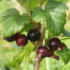Big Ben Blackcurrant Bush -Green Glory Outlet Store bigben 3