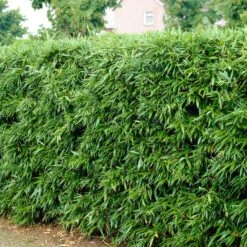 Green Bamboo | Phyllostachys Bisettii -Green Glory Outlet Store bissetiibamboo 2