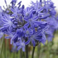 Agapanthus 'Star Quality' | 7.5L