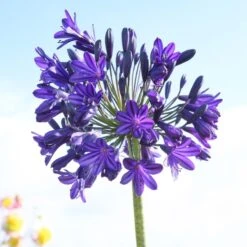 Agapanthus 'Royal Velvet' -Green Glory Outlet Store brer09527sq