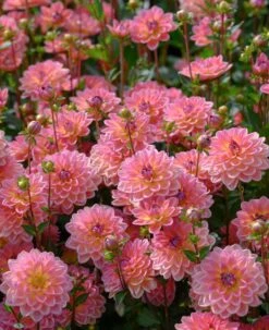 Dahlia 'Pacific View' -Green Glory Outlet Store brer09906