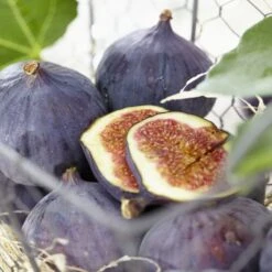 UK Hardy Fig Tree | 'Brown Turkey' -Green Glory Outlet Store brownturkeyfigs