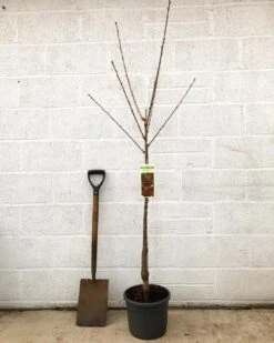 'Van' Cherry Tree -Green Glory Outlet Store cherryvanpotted