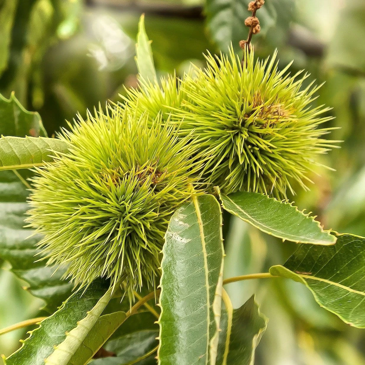 Chestnut Tree | Castanea Sativa 2 Chestnut Tree | Castanea Sativa - Image 2